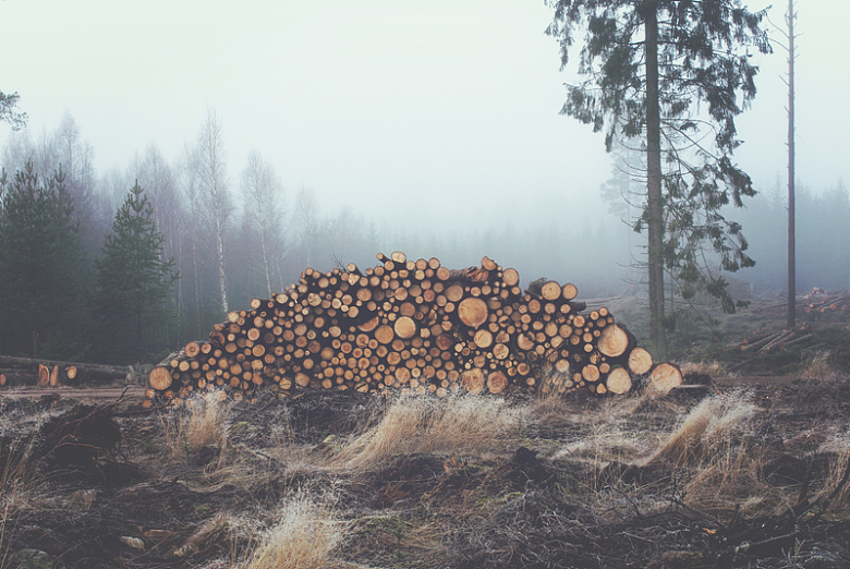 木材树木寒冷摄影