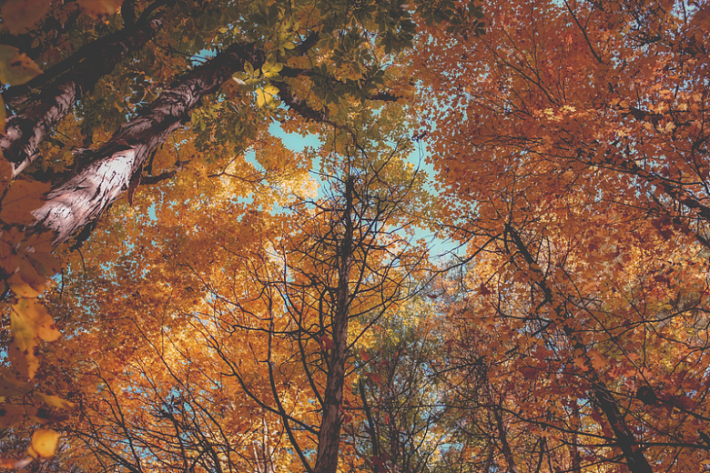 秋天秋季树木枯叶