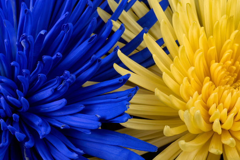蓝色黄色花朵鲜花特写