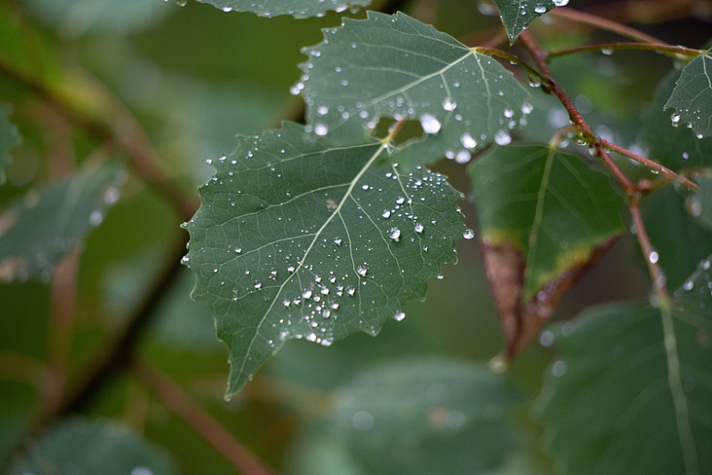 水滴水珠雨水绿叶树枝