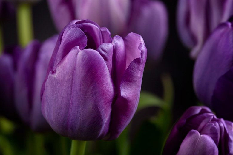紫色花朵鲜花特写
