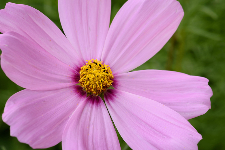 粉色花朵鲜花自然