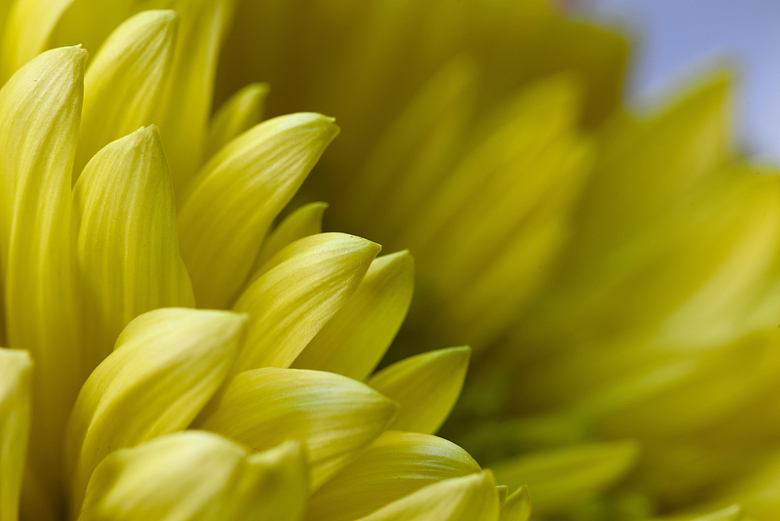 黄色花朵鲜花背景