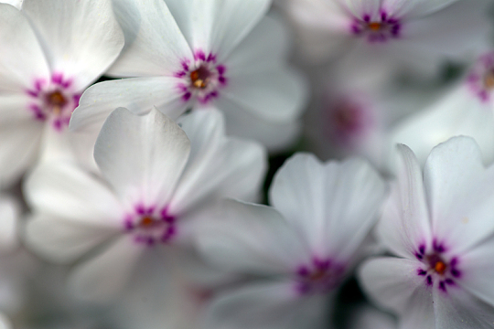 白花花朵鲜花背景