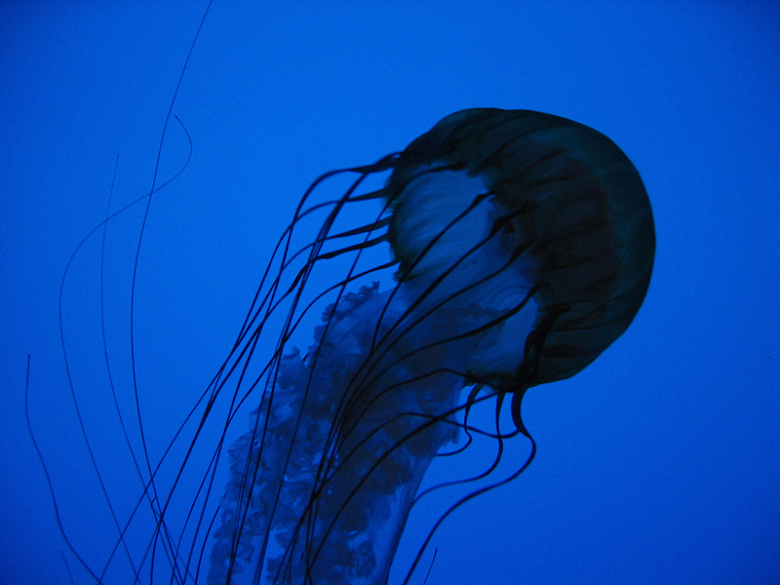 水母海洋浮动生物