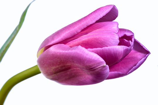 单瓣粉红色郁金香花朵鲜花