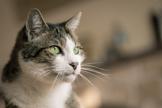 猫宠物动物摄影