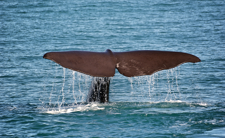 鲸鱼海水海面动物