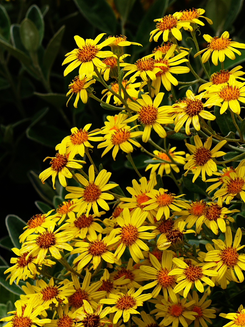 黄色花朵自然鲜花