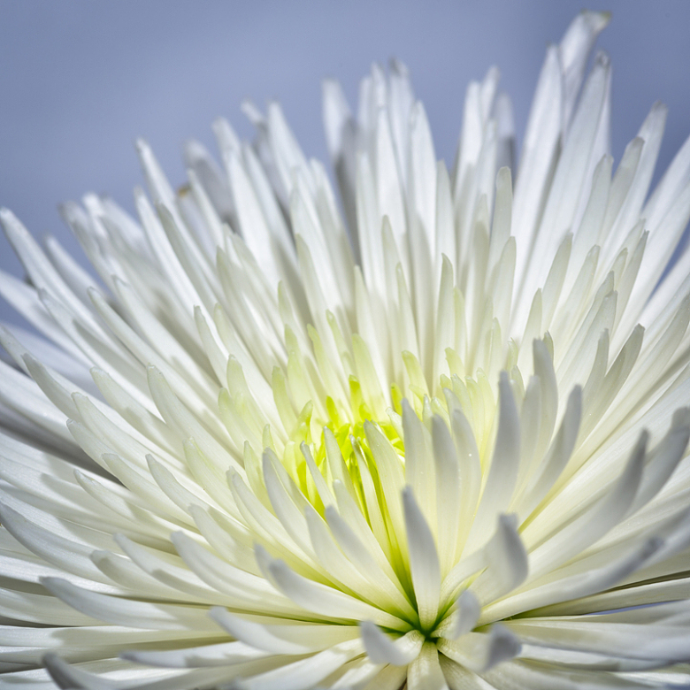 白花花朵鲜花背景