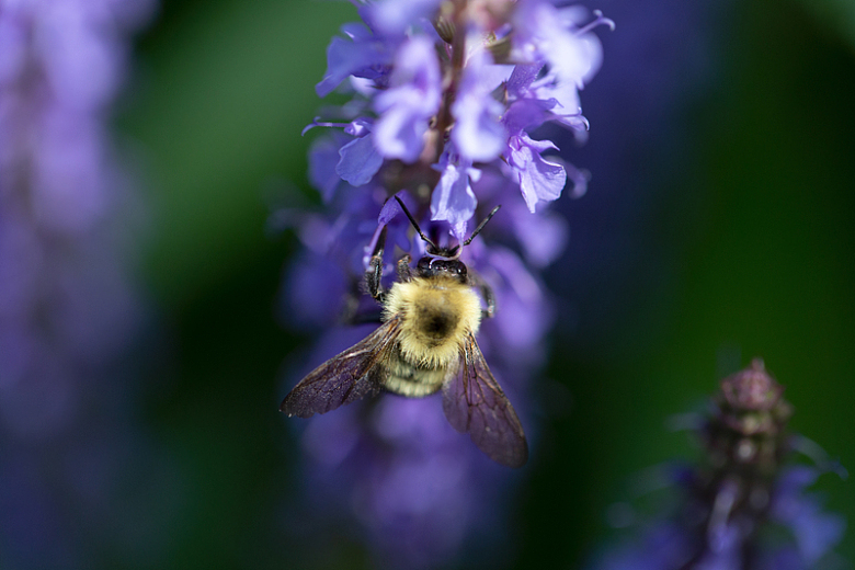 蜜蜂花朵紫色鲜花采蜜