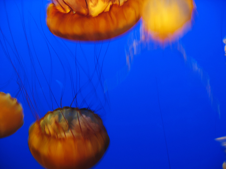 水母海洋生物背景