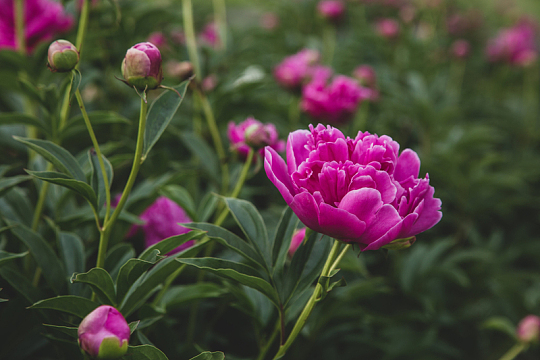 粉红牡丹花花朵鲜花