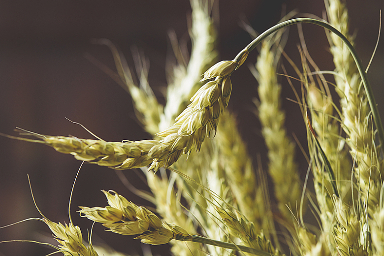 小麦麦子背景农业