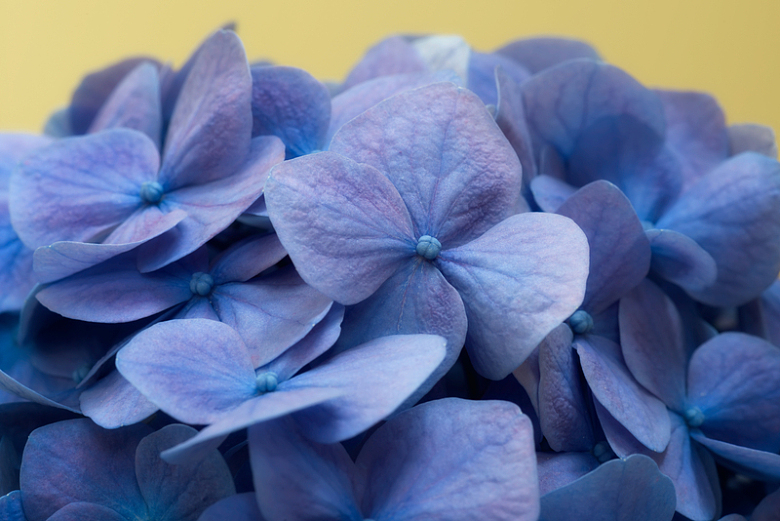 蓝色花朵背景植物