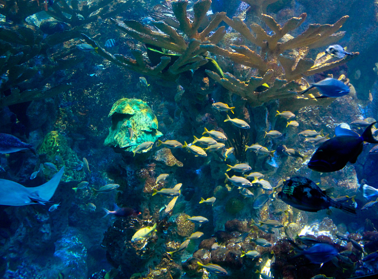 水下热带鱼珊瑚大海