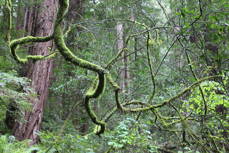 苔藓树木森林自然