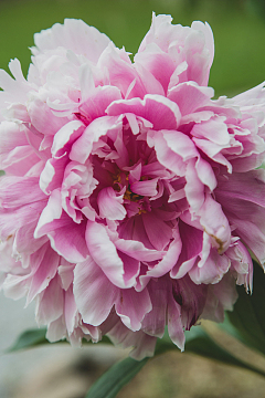 花园花卉花朵鲜花