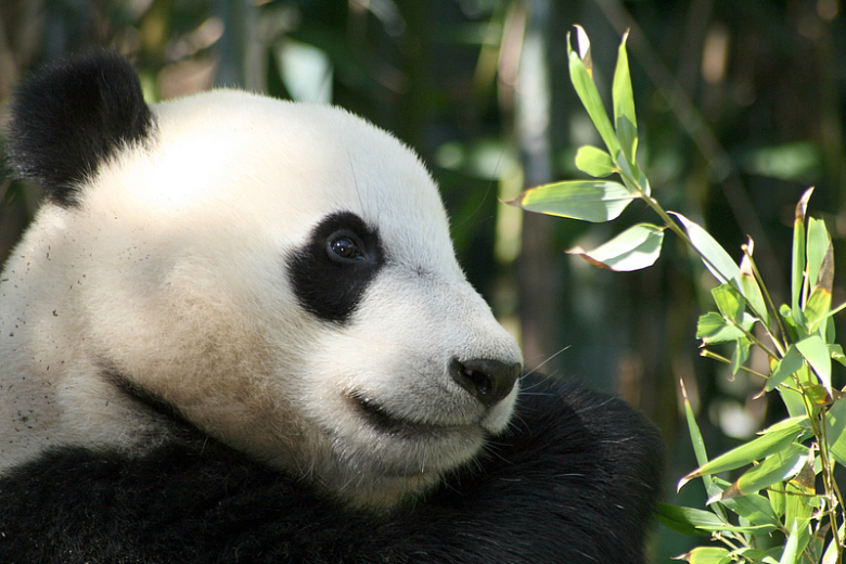 熊猫动物国宝摄影