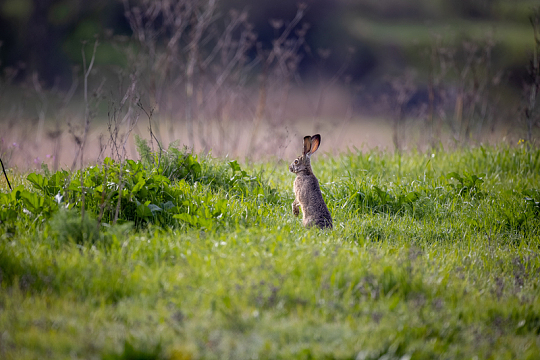兔子草地动物野生
