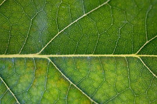 绿叶纹理脉络植物