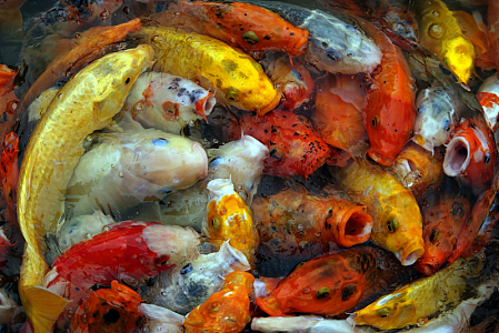 锦鲤鱼池塘喂食