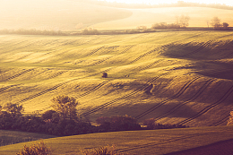 草地自然景观秋天生态摄影