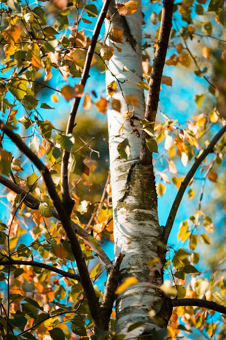 桦树树木树叶摄影
