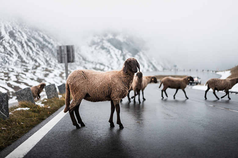 绵羊行走冬季马路