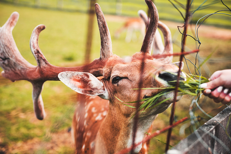 鹿动物喂养摄影