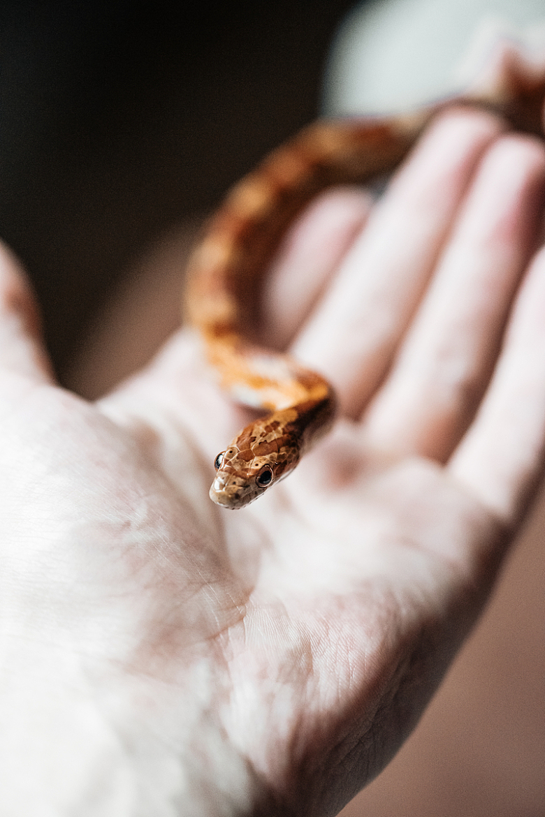 手掌蛇动物摄影