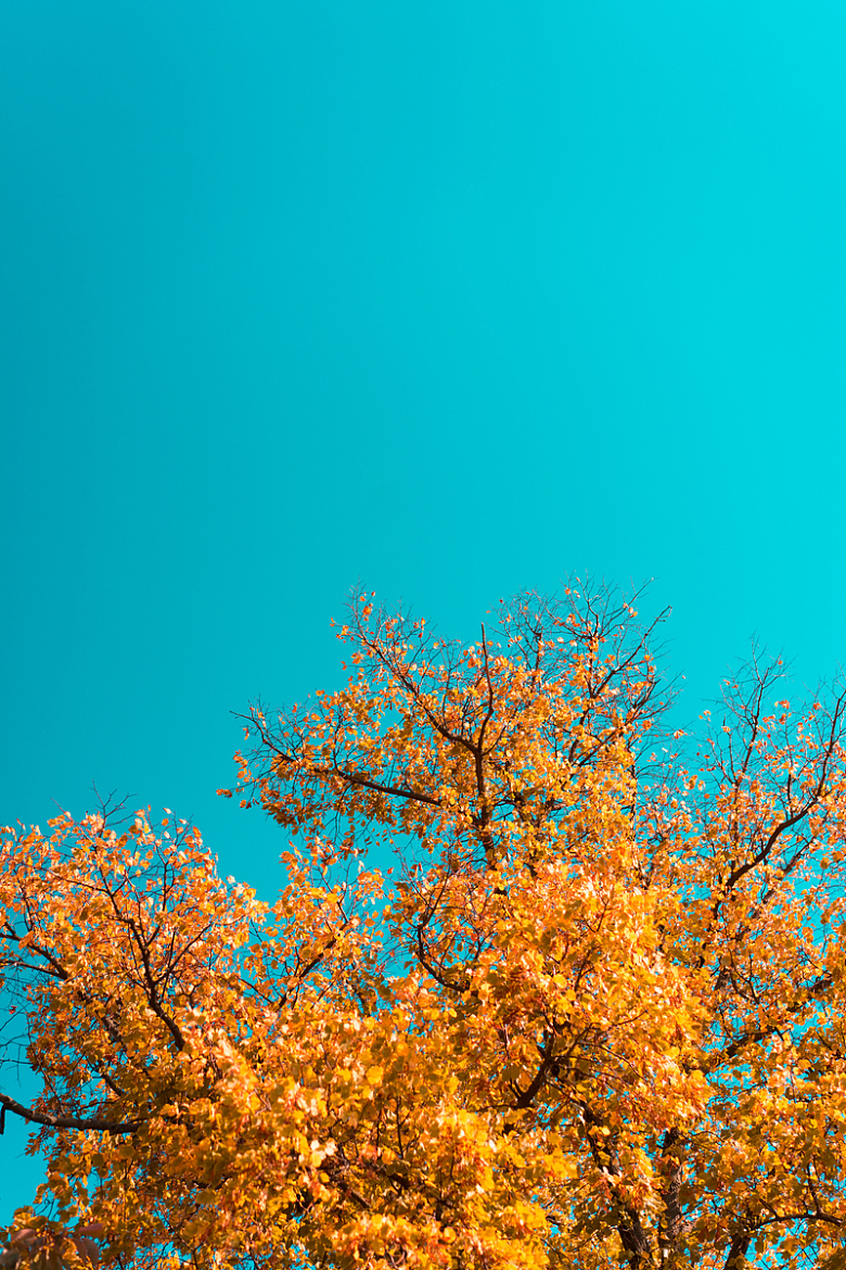 秋天树叶蓝天摄影
