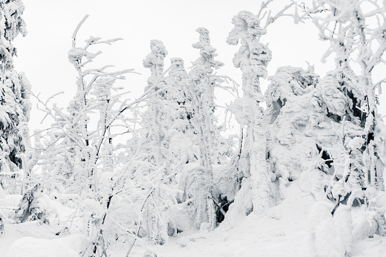 大雪树木积雪雪景