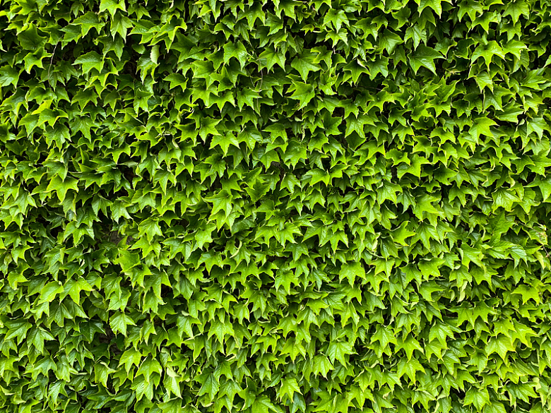 绿色常春藤墙面绿叶