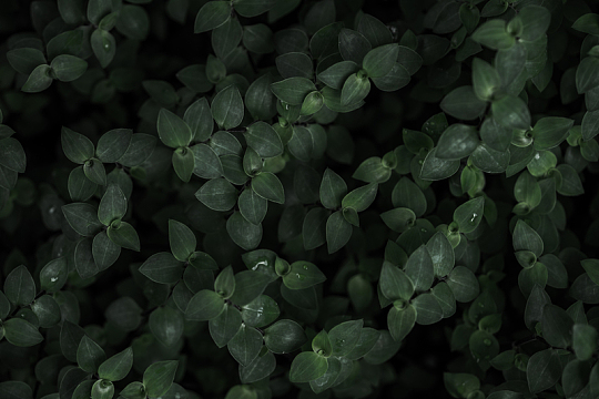 深色植物绿植背景