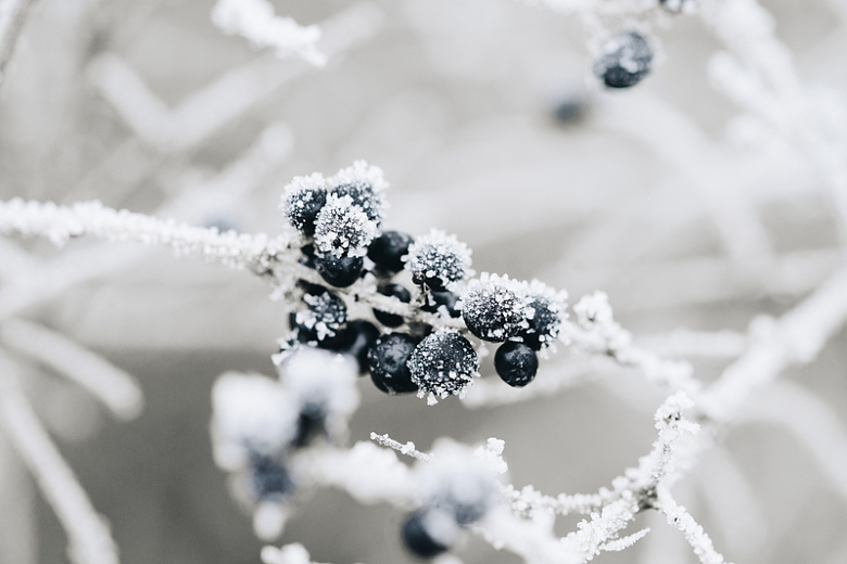 冬天积雪寒冷蓝莓