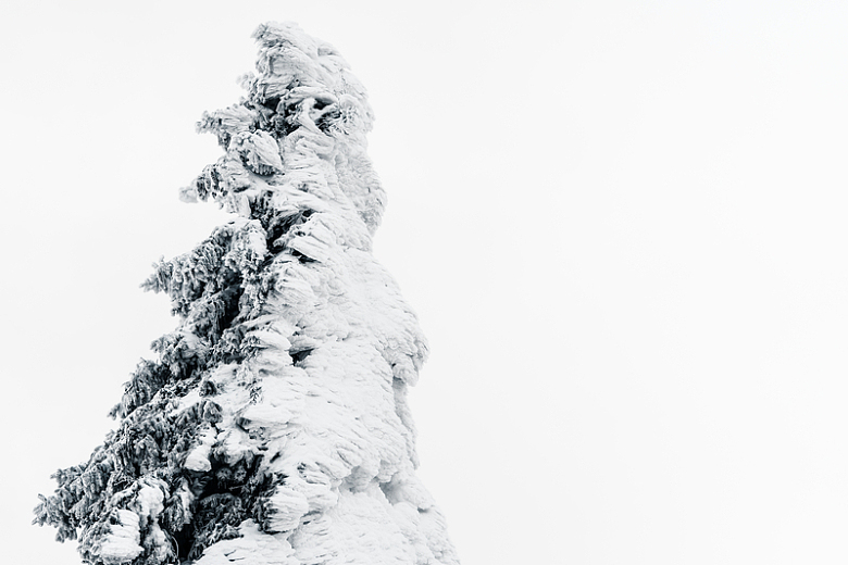 白雪覆盖树木积雪