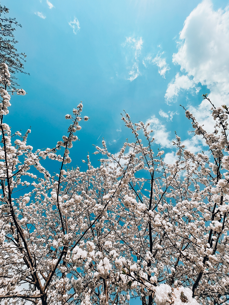 白色花朵春天绽放蓝天白云