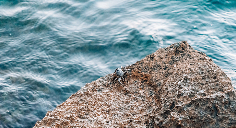 石头螃蟹大海海面