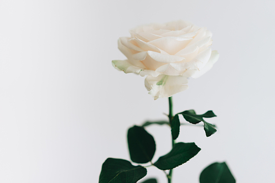 白玫瑰花朵鲜花绿叶