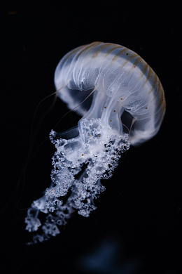 水母海洋生物摄影