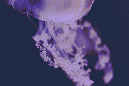 水母海洋生物摄影