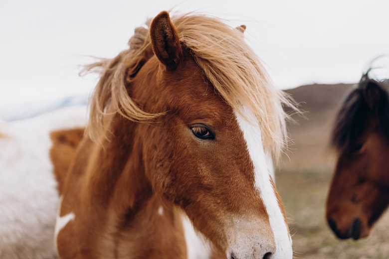 美丽冰岛野马动物