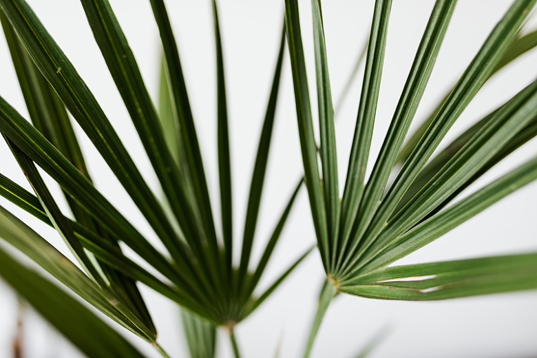 棕榈叶植物绿色摄影