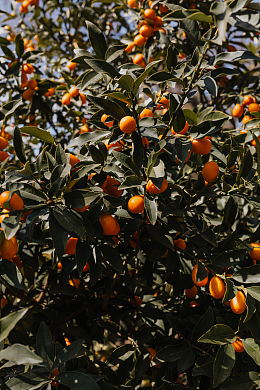 金橘树橘子水果摄影