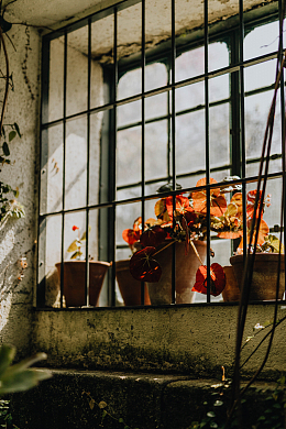 窗台花盆植物装饰