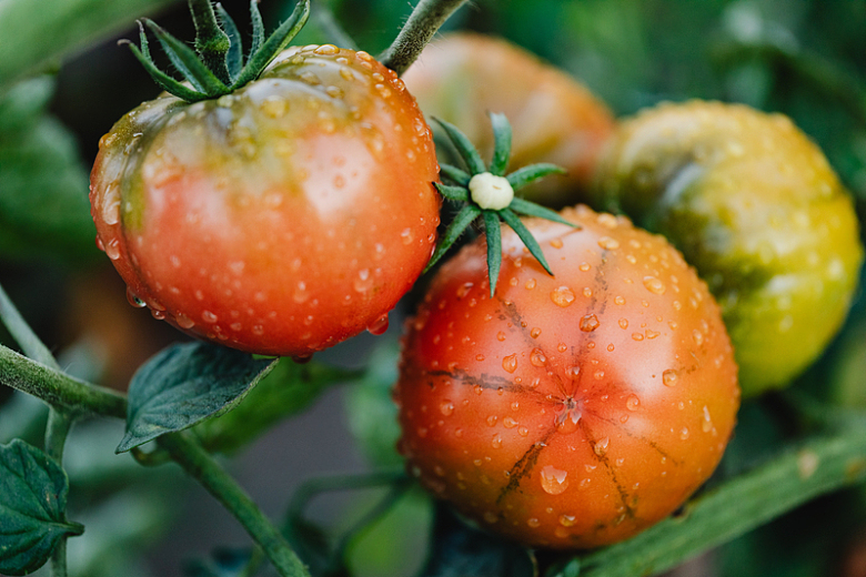 西红柿蔬菜花园露珠