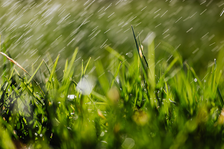 草地青草自然摄影雨水