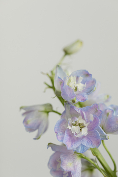鲜花花朵细节特写