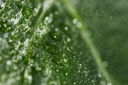 树叶特写纹理细节水珠